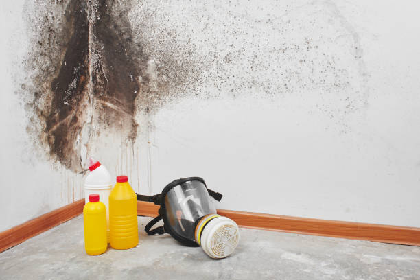Best Mold Removal Specialists  in Solomon, KS
