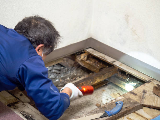 Best Best Mold Removal Companies  in Solomon, KS
