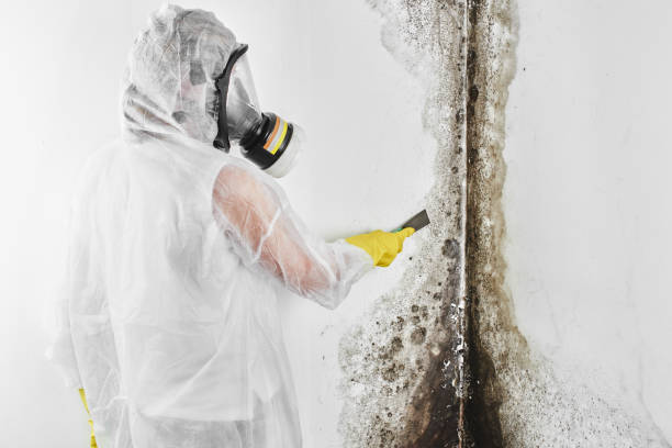 Best Local Mold Removal Service  in Solomon, KS