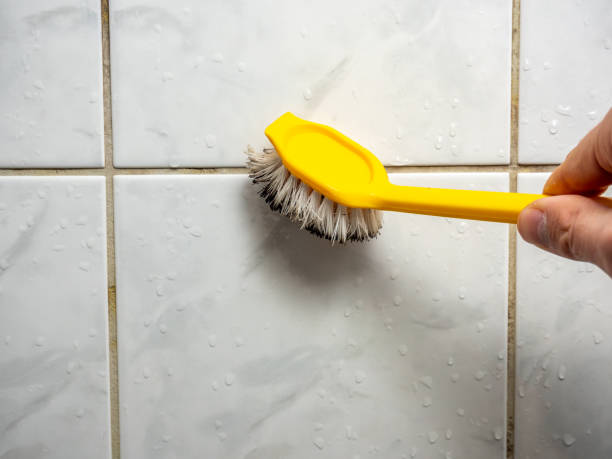 Best Home Mold Removal  in Solomon, KS