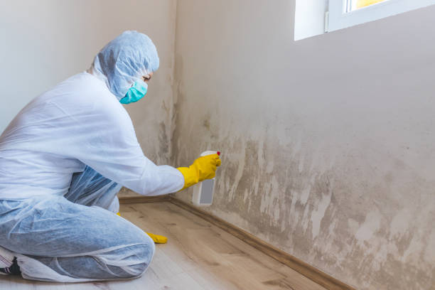 Best Black Mold Removal  in Solomon, KS