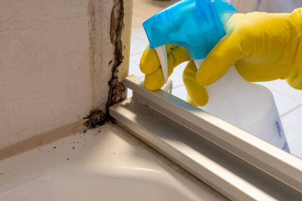 Best Affordable Mold Removal  in Solomon, KS