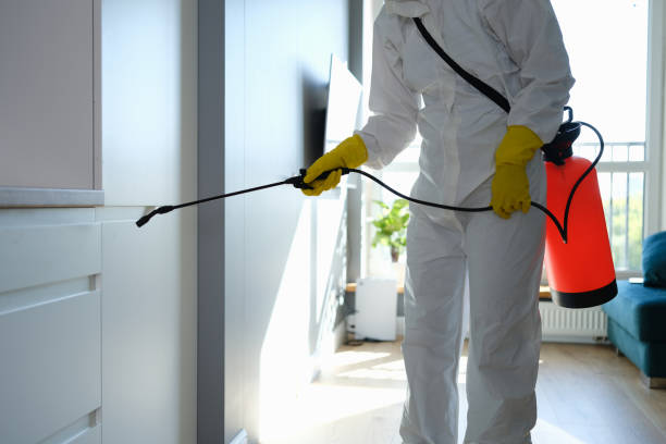 Trusted Solomon, KS Mold Removal Experts