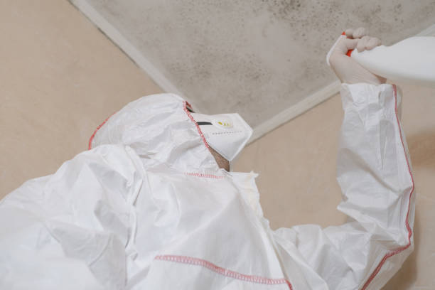 Best Mold Remediation Experts  in Solomon, KS
