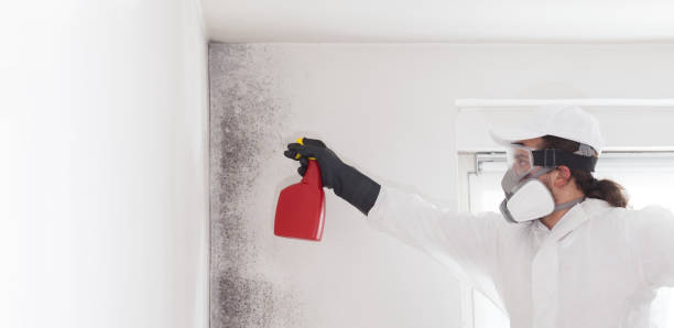 Best Mold Removal Near Me  in Solomon, KS