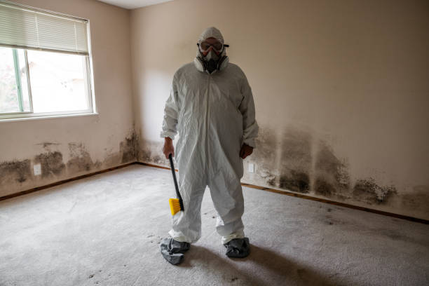 Best Certified Mold Removal  in Solomon, KS