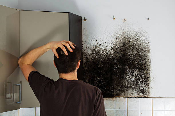 Best Fast Mold Removal  in Solomon, KS
