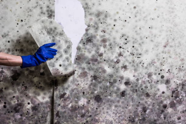 Best Commercial Mold Removal  in Solomon, KS