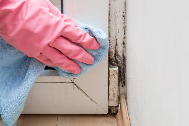 Best Mold Cleaning Services  in Solomon, KS