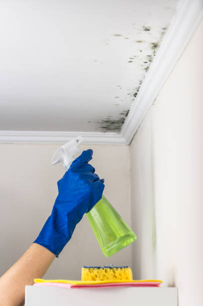 Best Mold Remediation Services  in Solomon, KS