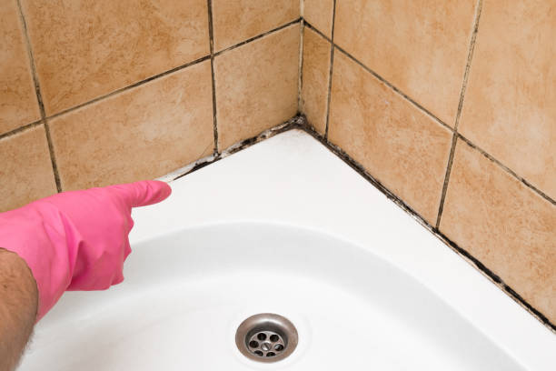 Best Same-Day Mold Removal  in Solomon, KS